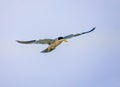 The large-billed tern Phaetusa simplex, a species of tern in the family Laridae, found in Pantanal